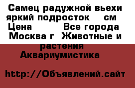 Самец радужной вьехи яркий подросток 15 см › Цена ­ 350 - Все города, Москва г. Животные и растения » Аквариумистика   